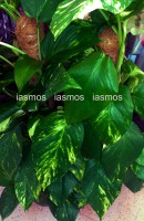 /album/%cf%86%cf%85%cf%84%ce%ac/fito-5-jpg2/